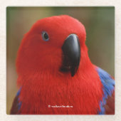 Schöne "Lady in Red" Eclectus Parrot Glasuntersetzer (Vorderseite)
