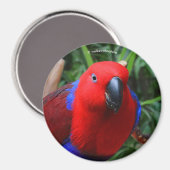 Schöne "Lady in Red" Eclectus Parrot Magnet (Vorderseite/Rückseite)