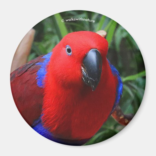 Schöne "Lady in Red" Eclectus Parrot Magnet (Vorne)