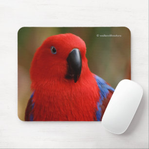 Schöne "Lady in Red" Eclectus Parrot Mousepad