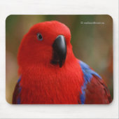 Schöne "Lady in Red" Eclectus Parrot Mousepad (Vorne)