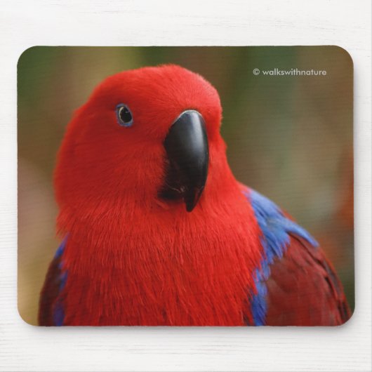 Schöne "Lady in Red" Eclectus Parrot Mousepad (Vorne)