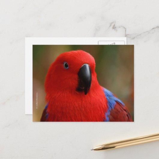 Schöne "Lady in Red" Eclectus Parrot Postkarte (Vorderseite/Rückseite Beispiel)