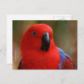 Schöne "Lady in Red" Eclectus Parrot Postkarte (Vorne/Hinten)
