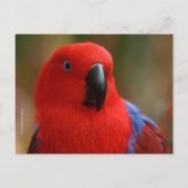 Schöne "Lady in Red" Eclectus Parrot Postkarte (Vorderseite)