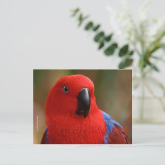 Schöne "Lady in Red" Eclectus Parrot Postkarte (Stehend Vorderseite)