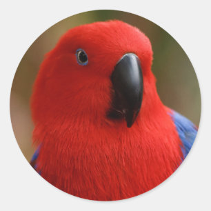 Schöne "Lady in Red" Eclectus Parrot Runder Aufkleber