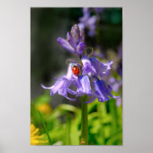 Schöne Ladybug auf Bluebells 8x12" Print Poster (Vorne)