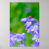 Schöne Ladybug auf Bluebells 8x12" Print Poster (Vorne)