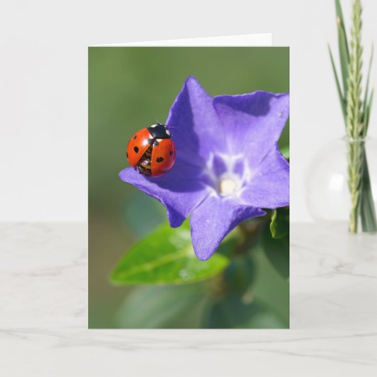 Schöne Ladybug auf Periwinkle Grußkarte Karte (Vorderseite)