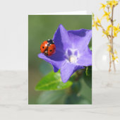 Schöne Ladybug auf Periwinkle Grußkarte Karte (Gelbe Blume)