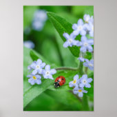 Schöne Ladybug auf Vergessen-ich-nicht Poster (Vorne)
