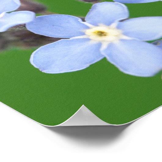 Schöne Ladybug auf Vergessen-ich-nicht Poster (Ecke)