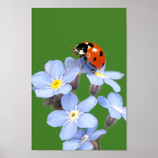 Schöne Ladybug auf Vergessen-ich-nicht Poster (Vorne)