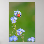 Schöne Ladybug auf Vergessen-me-not-Poster Poster (Vorne)