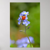 Schöne Ladybug auf vergessene-me-not 8x12" Print Poster (Vorne)