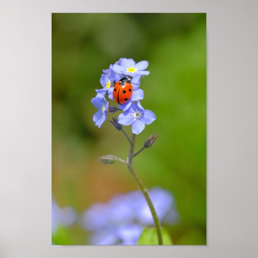 Schöne Ladybug auf vergessene-me-not 8x12" Print Poster (Vorne)