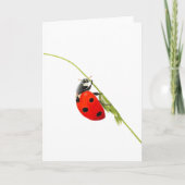 Schöne Ladybug Zeichnend geklappte Grußkarte Karte (Vorderseite)