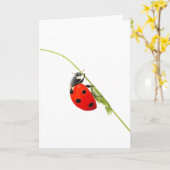 Schöne Ladybug Zeichnend geklappte Grußkarte Karte (Gelbe Blume)