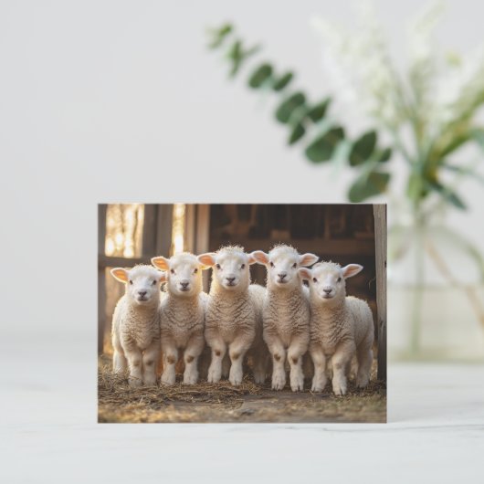 Schöne Lämmer in einer Reihe rustikal Postkarte (Stehend Vorderseite)
