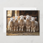 Schöne Lämmer in einer Reihe rustikal Postkarte (Vorne/Hinten)