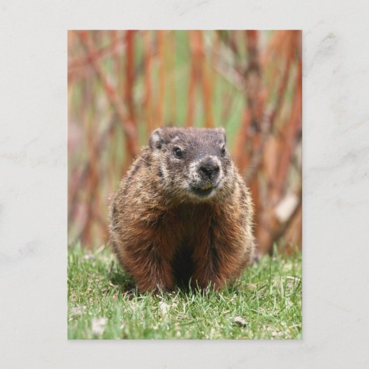 Schöne Landschaft Postkarte (Vorderseite)