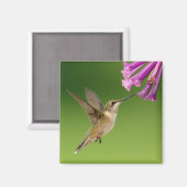Schöne Landschaft von Hummingbird Magnet (Vorderseite/Rückseite)