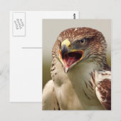 Schöne Lanner Falcon Postcard Postkarte (Vorne/Hinten)