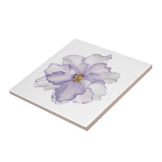 Schöne Lavendel-Orchidee auf Weiß Fliese (Seite)