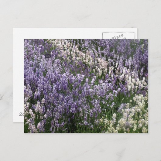 Schöne Lavendel Postkarte (Vorne/Hinten)