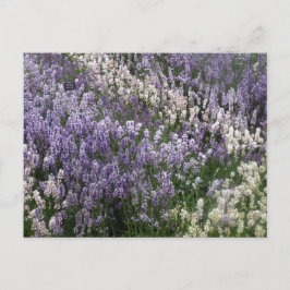 Schöne Lavendel Postkarte