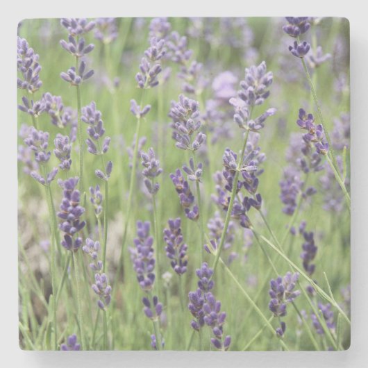 Schöne Lavendel Steinuntersetzer (Vorderseite)