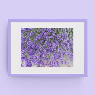 Schöne Lavendelblüten Florale Fotografie Poster