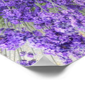 Schöne Lavender Blooms Blumenfotografie Poster (Ecke)