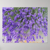 Schöne Lavender Blooms Blumenfotografie Poster (Vorne)