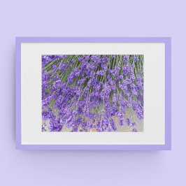 Schöne Lavender Blooms Blumenfotografie Poster