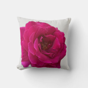Schöne, lebhafte Rose in heiß rosa im vollen Leben Kissen