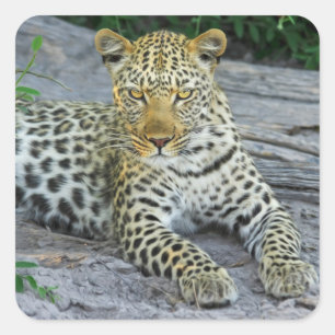 schöne Leopardenaufkleber Quadratischer Aufkleber