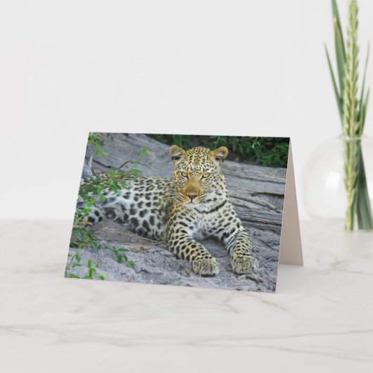 schöne Leopardengrüße Karte (Vorderseite)