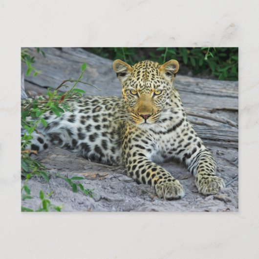 schöne Leopardenkarte Postkarte (Vorderseite)