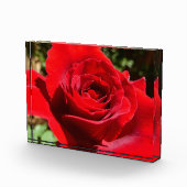 Schöne leuchtend rote Rosenblume Fotoblock (Rechts)