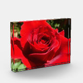 Schöne leuchtend rote Rosenblume Fotoblock (Links)