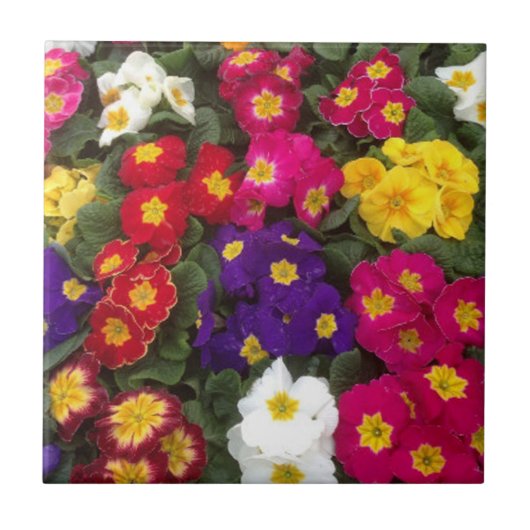 Schöne leuchtende Polyanthus-Blumen Fliese (Vorderseite)