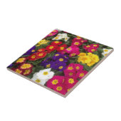 Schöne leuchtende Polyanthus-Blumen Fliese (Seite)