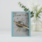 Schöne Libelle auf der Wasserstelle Postkarte (Stehend Vorderseite)