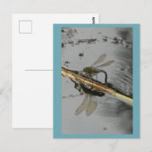 Schöne Libelle auf der Wasserstelle Postkarte (Vorne/Hinten)