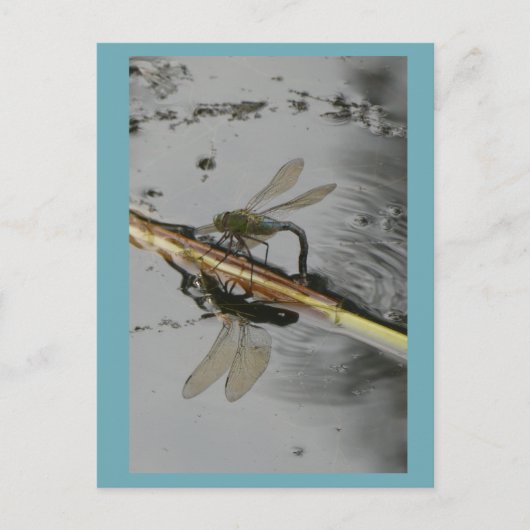Schöne Libelle auf der Wasserstelle Postkarte (Vorderseite)