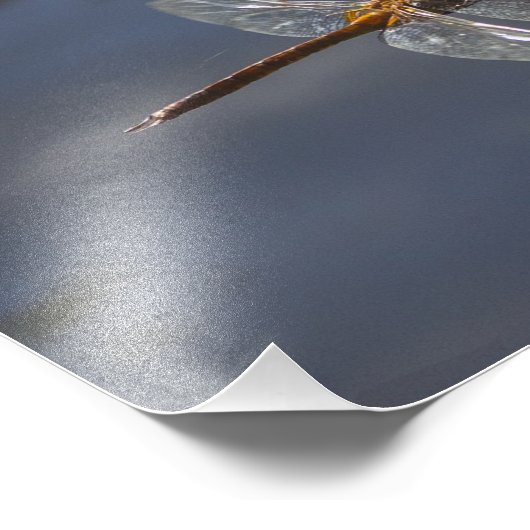 Schöne Libelle Nah über Wasser Fotodruck (Ecke)