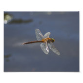 Schöne Libelle Nah über Wasser Fotodruck (Vorne)