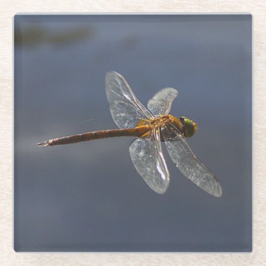 Schöne Libelle Nah über Wasser Glasuntersetzer (Vorderseite)